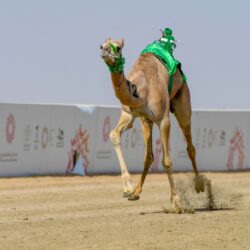 انطلاق مهرجان العنب بالقصيم .. غداً