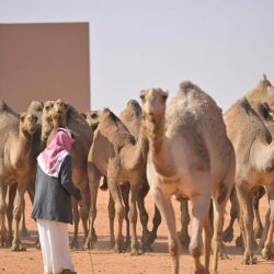 سفيرة فنلندا لدى المملكة: التنظيم الرائع لمهرجان الإبل يعكس أهمية هذا الموروث الثقافي