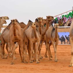 وفد هندي يزور مهرجان الملك عبدالعزيز للصقور