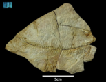 اكتشاف تاريخي لبقايا كائنات بحرية عمرها 56 مليون سنة شمال المملكة